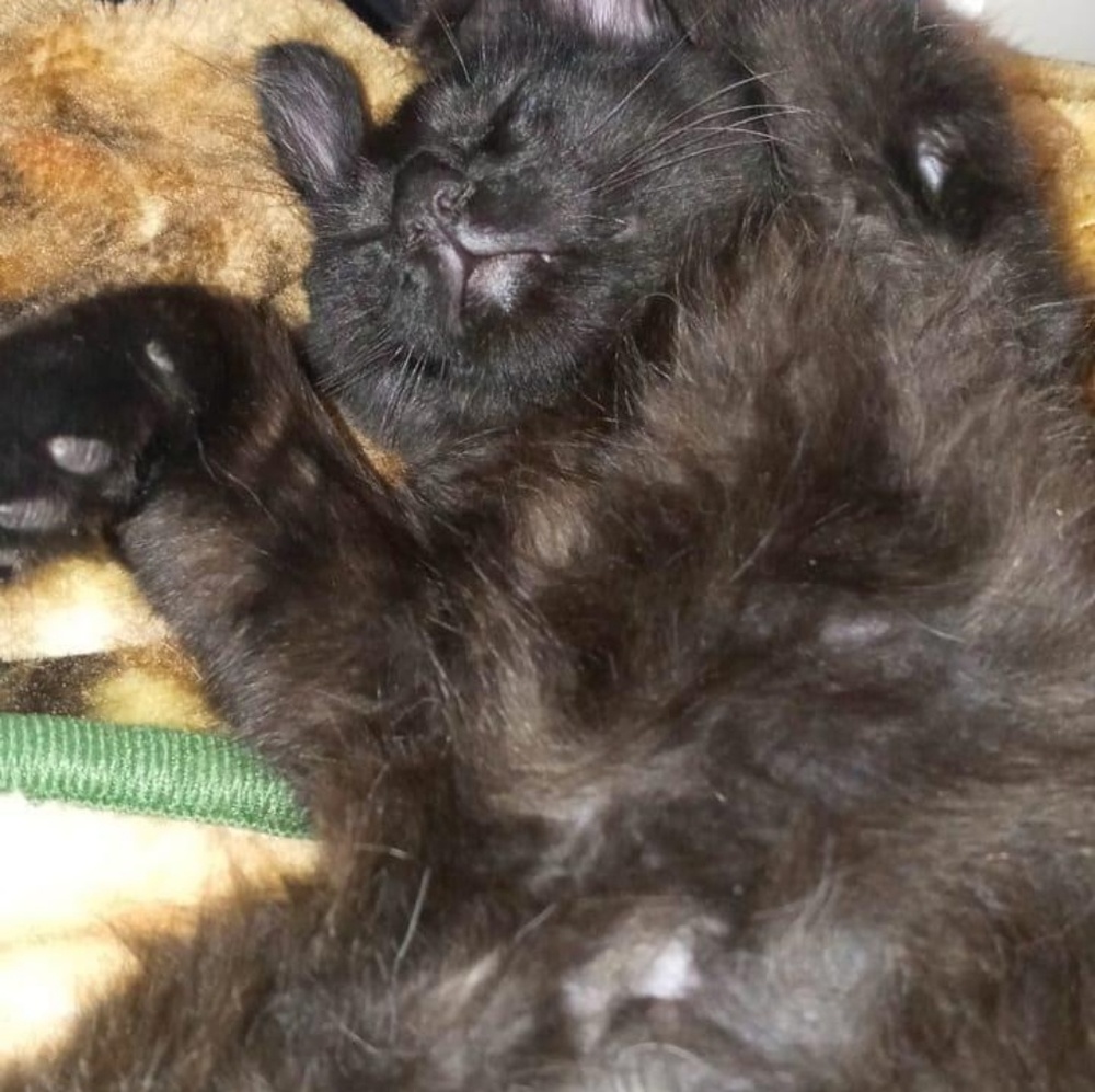 Meet your Posher, Ebony